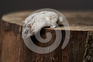 Little domestic hamster on hand. Djungarian Dwarf hamster