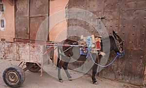 Little Donkey with a cart