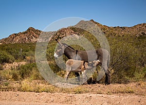 Little donkey feeding on its mother. Animals in nature. Mountain landscape of the Andes mountain