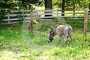 Little Donkey Grazing