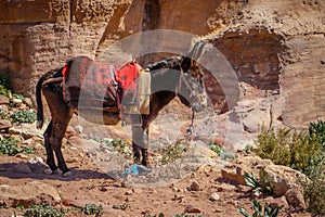 Little donkey in Jordan watching tourists in popular place of Petra