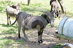 Little donkey in a meadow