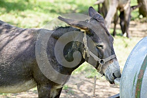 Little donkey in a meadow