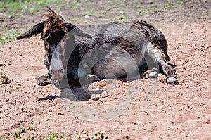 Little donkey outdoors