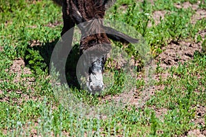 Little donkey outdoors