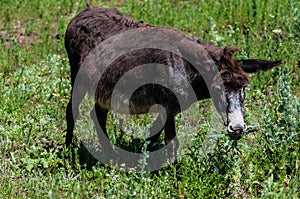 Little donkey outdoors