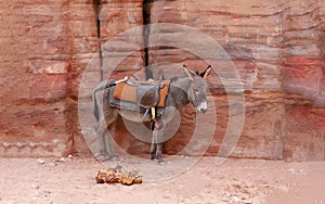 A little donkey standing outdoor in the area Petra Jordan site, waiting to be hired, Pink sand famous National Park, UNESCO World