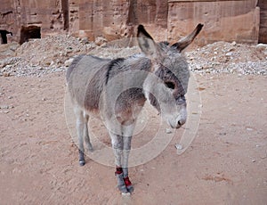 A little donkey standing outdoor in the area Petra Jordan site, waiting to be hired, Pink sand famous National Park, UNESCO World