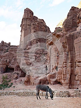 A little donkey standing outdoor in the area Petra Jordan site, waiting to be hired, Pink sand famous National Park, UNESCO World