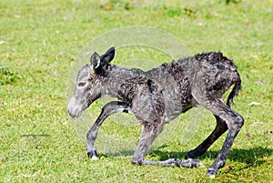 Little donkey trying his first step