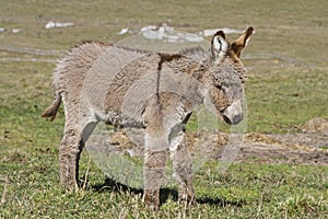 Little donkey on the Vezzena pass