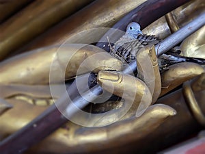 Little dove lying on big gold sculpture palm