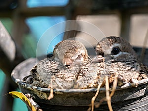 Little Doves Resting in Pot