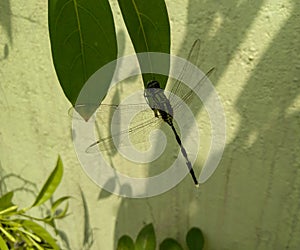 Little dragonfly insect sitting on green leaves plant growing in garden, nature photography, closeup of wings and eyes