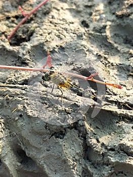 Little Dragonfly Sitting On The Soil