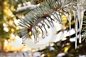 Little drop like Icicles on green Pine Tree branch during Winter in Transylvania.