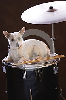 LIttle Drummer Jack Russell