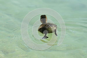 Little duck swimming alone