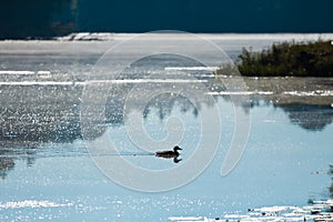 Little duck swims on still water surface of a lake in first rays of morning sun, enchanted, early, misty summer dawn