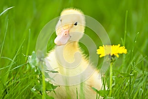 Little duckling