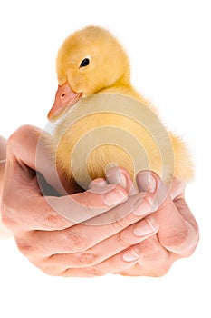 Little duckling