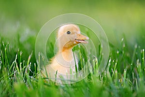Little duckling on green grass