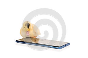 Little duckling looks at a smartphone