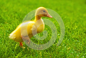 Little duckling runs