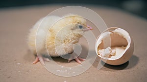 Little duckling sits near an eggshell, close up. Baby bird hatching from egg at a farm