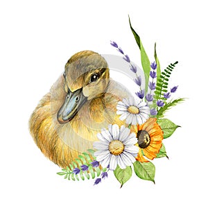 Little duckling with spring flower decor. Watercolor illustration. Cute small baby bird with daisy flowers, lavender