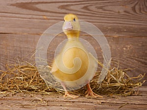 Little duckling on a white background