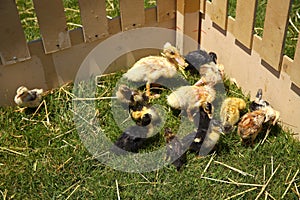 Little ducklings, chicks crowd gathered in the corner of the wooden cage.The ducks were nestled because they were very