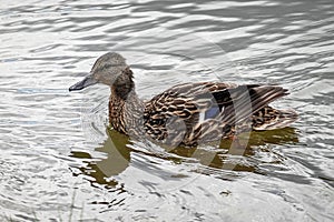 Little ducklings swim on the river in the Park