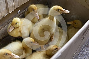 Little ducks are in a cardboard box