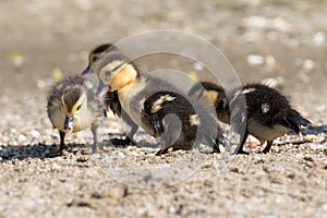 Little ducks having fun at a beach.