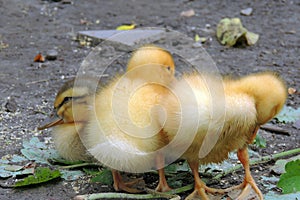 Little ducks
