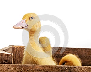 Little ducks in wooden crates