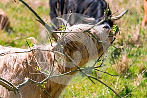 Little Dutch Landrace goat captured from the side chewing on tree leaves from thin trees