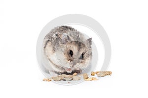 Little dwarf campbell hamster eating