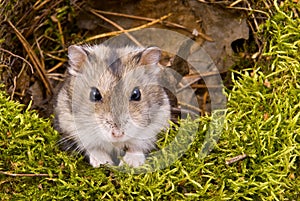 Little dwarf hamster