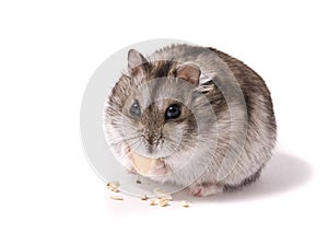 Little dwarf hamster eating pumpkin seed