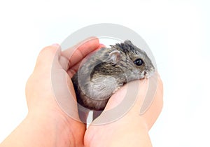 Little dwarf hamster on  hands