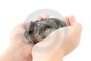 Little dwarf hamster on  hands