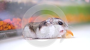 Little Dzungarian hamster eats a piece of bread on a white background close up. Pets and animal food concept. 4k footage
