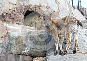 A little East Caucasian tur on the rock. Hoofed animals of the world.