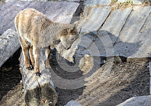 A little East Caucasian tur on the rock. Hoofed animals of the world.