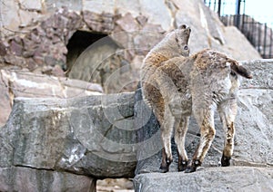 A little East Caucasian tur on the rock. Hoofed animals of the world.