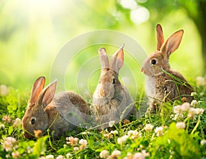 Little Easter Bunnies photo