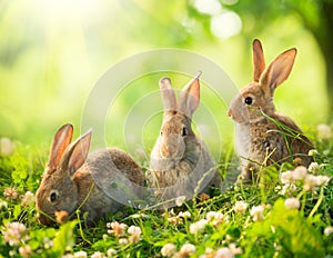 Pequeno pascua de resurrección conejitos 