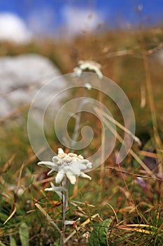 A little edelweis flower